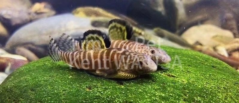 Changting Hillstream Loach(Pseudogastromyzon changtingensis)