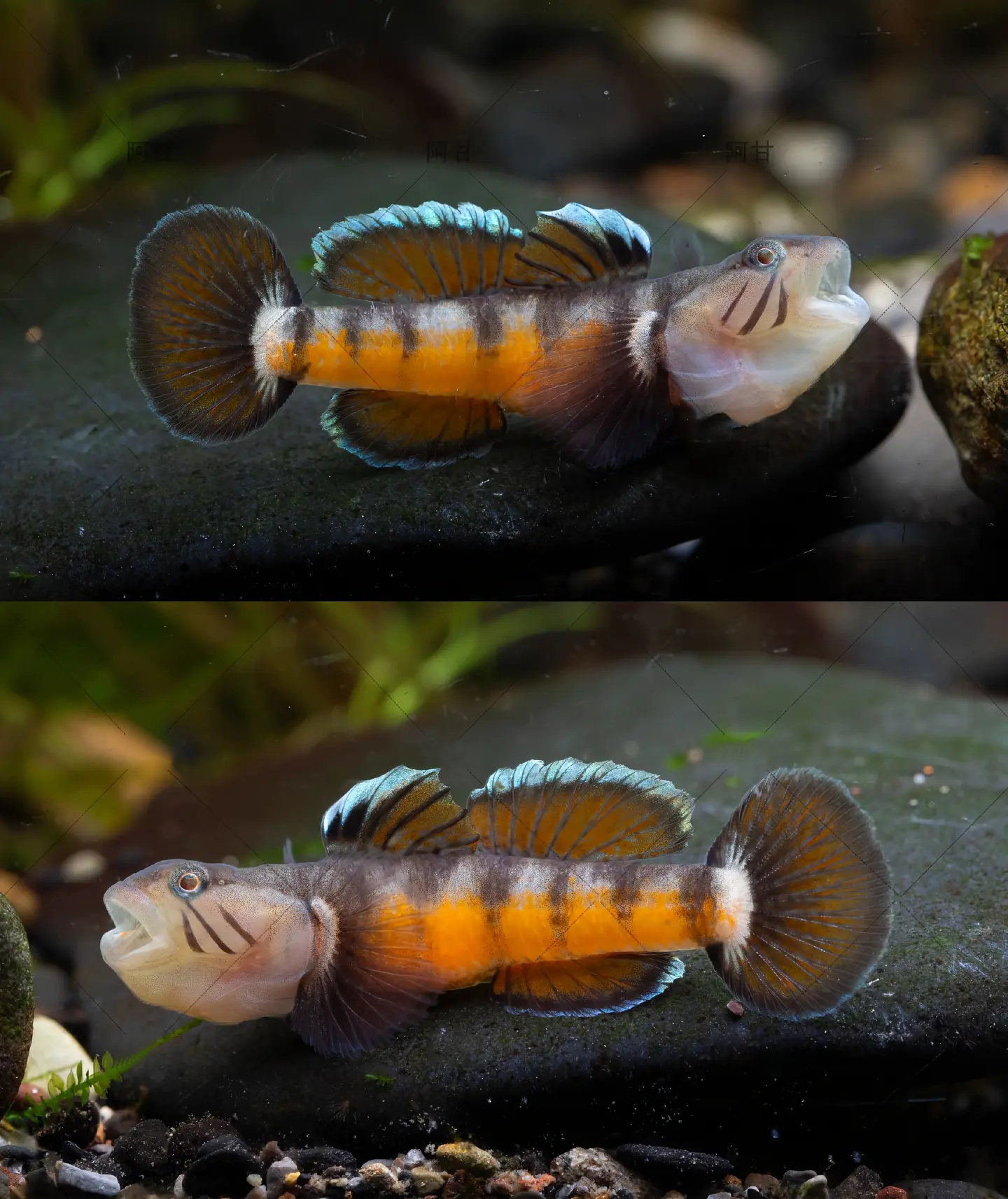 Bumblebee Goby (Brachygobius doriae) –3.5-3.8 cm