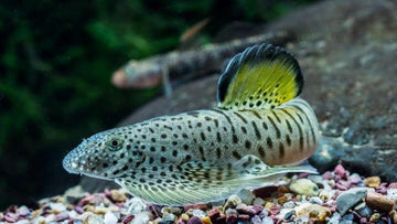 Pseudogastromyzon fangi – Fang’s Hillstream Loach (5–6 cm)