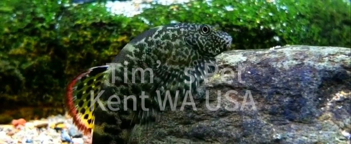 Myers's Hillstream Loach( Pseudogastromyzon myersi)