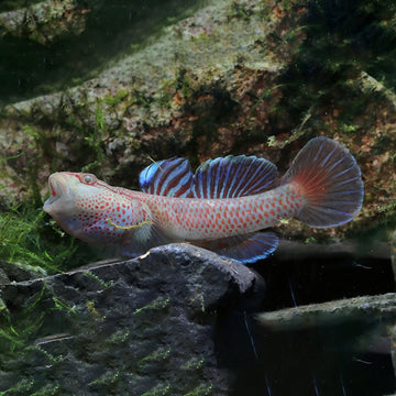 Blue Sacred Dragon Goby (Rhinogobius sp.) – 5+ cm