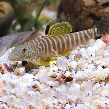 Changting Hillstream Loach (Pseudogastromyzon changtingensis)(2–2.5 inches)