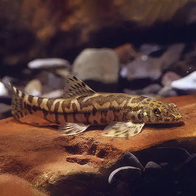 Vanmanenia pingchowensis – Cherry Mouth Loach (5–7 cm)