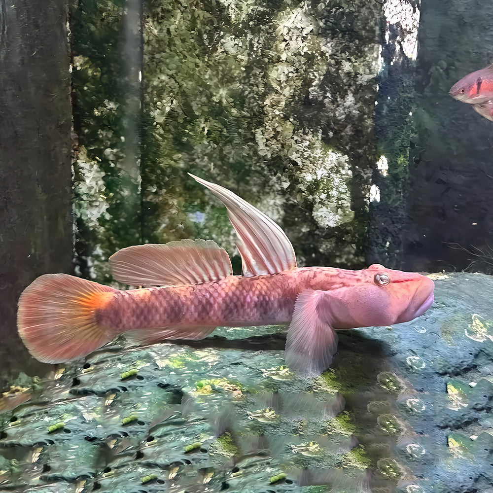 Amur Goby (Rhinogobius brunneus) – 3.5-3.8 cm