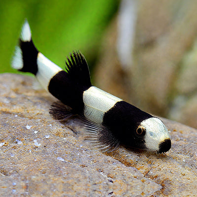Panda Loach (Yaoshania pachychilus) 3cm