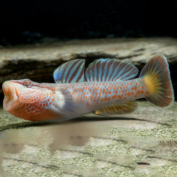 Red Sacred Dragon Goby (Rhinogobius sp.) ~5+ cm