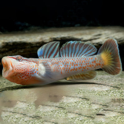Red Sacred Dragon Goby (Rhinogobius sp.) ~5+ cm