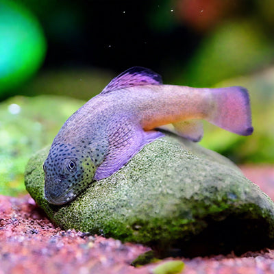 PURPLE FIN LOACH (Pseudogastromyzon laticeps) L-Size