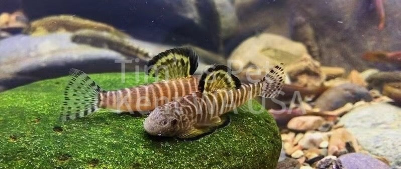 Changting Hillstream Loach(Pseudogastromyzon changtingensis)