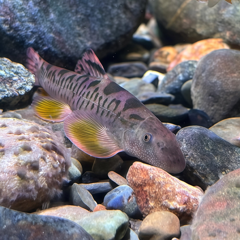 Vanmanenia pingchowensis – Cherry Mouth Loach (5–7 cm)