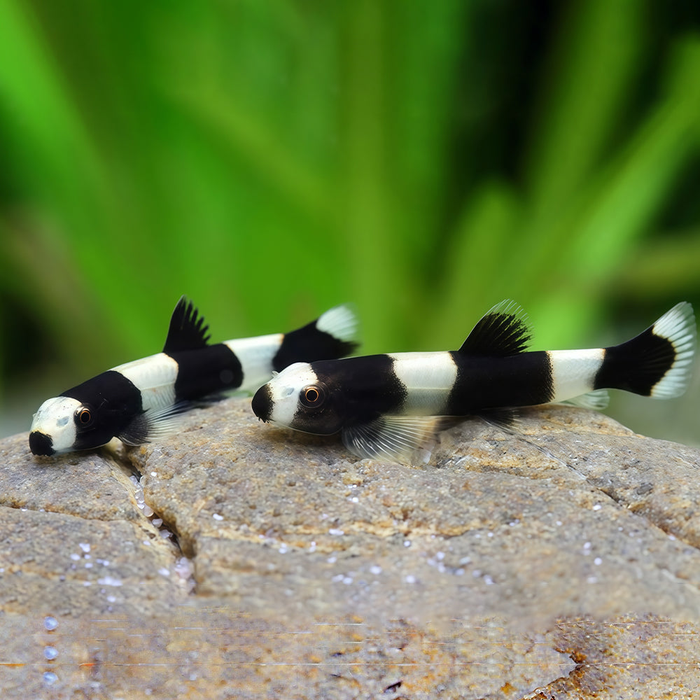 Panda Loach (Yaoshania pachychilus) 3cm