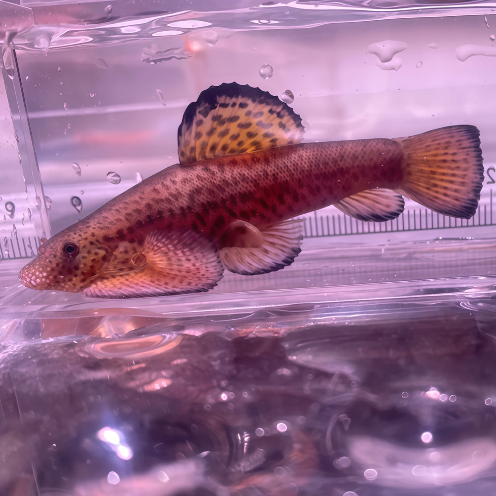 Pseudogastromyzon lianjiangensis – Lianjiang Hillstream Loach (2.5–3 inches)