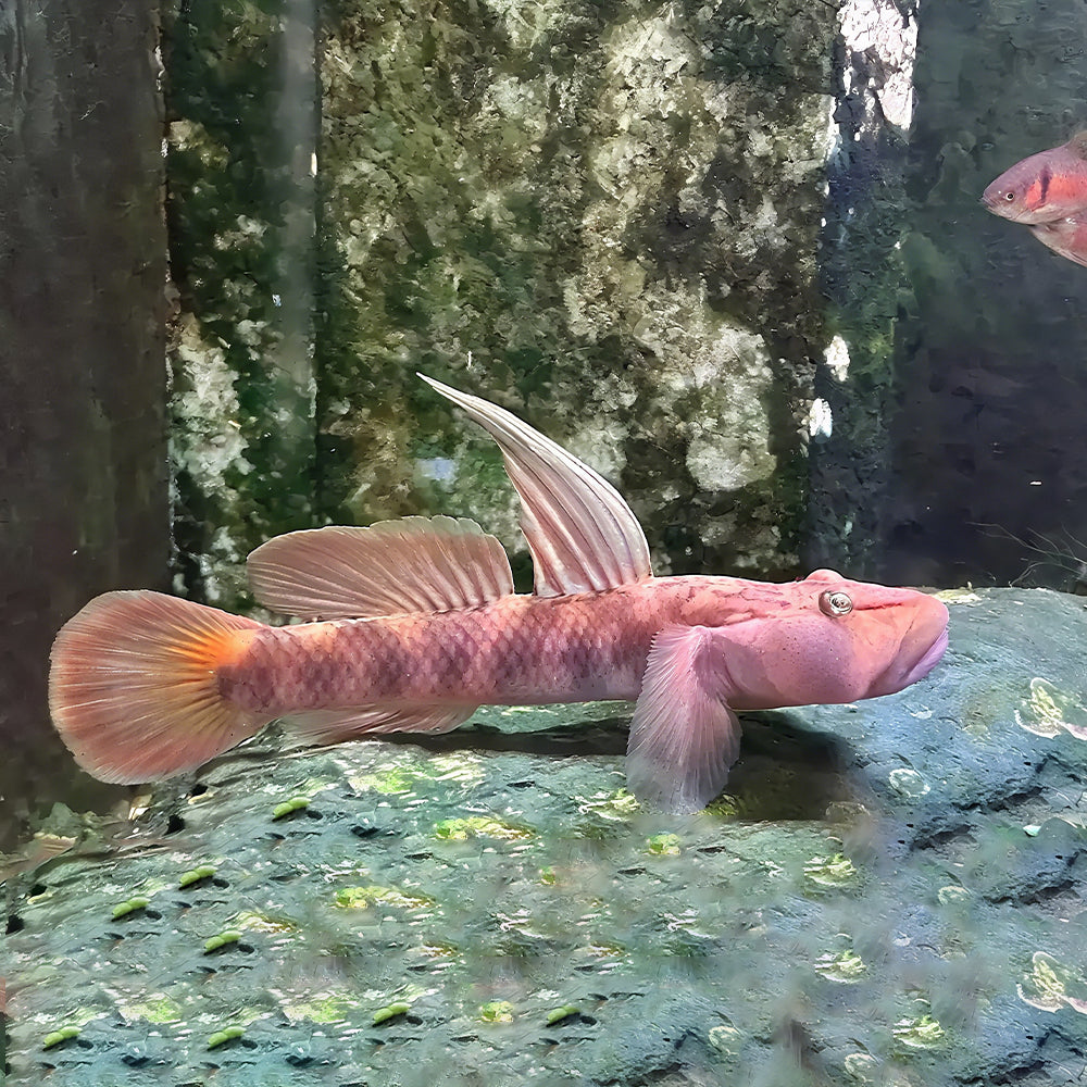 Amur Goby (Rhinogobius brunneus) – 3.5-3.8 cm