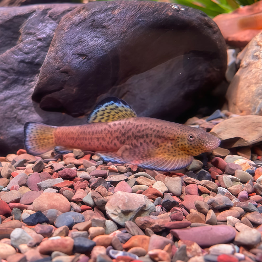 Pseudogastromyzon lianjiangensis – Lianjiang Hillstream Loach (2.5–3 inches)
