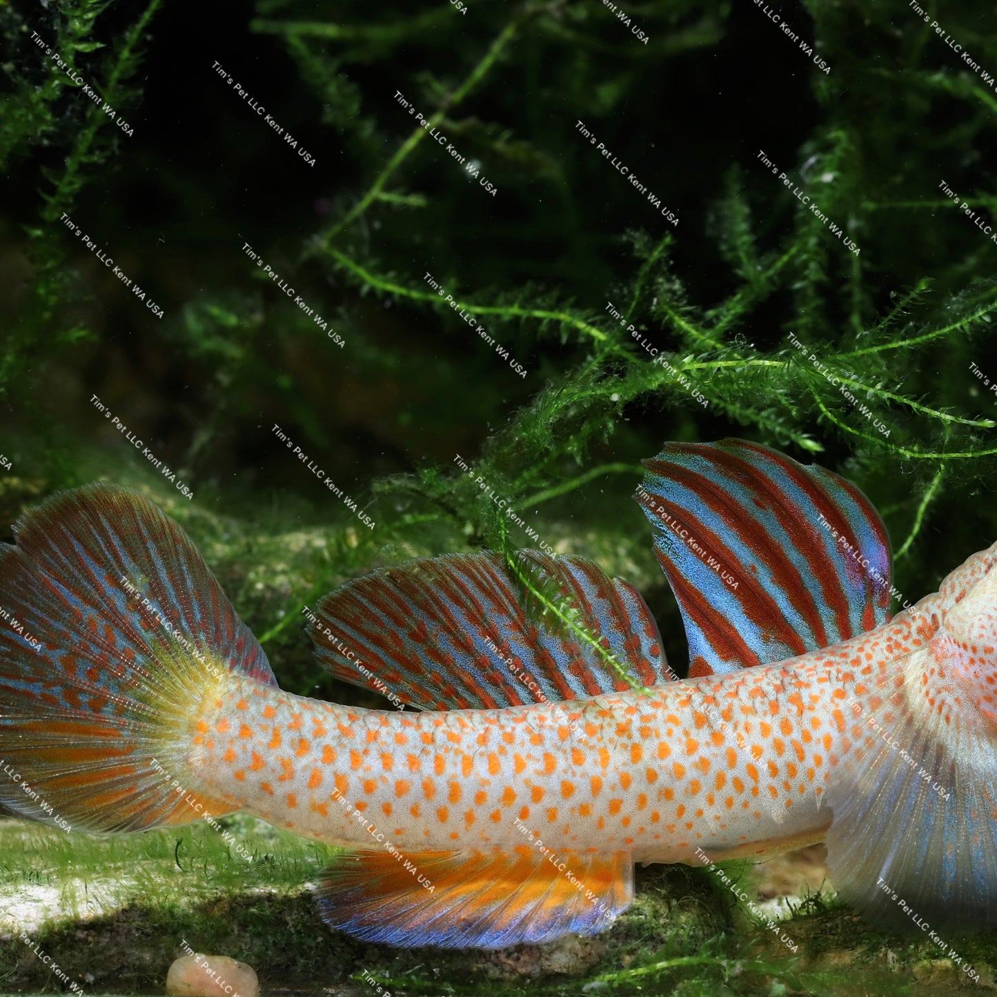 The Star-Spangled Banner Goby（Ctenogobius shennongensis）