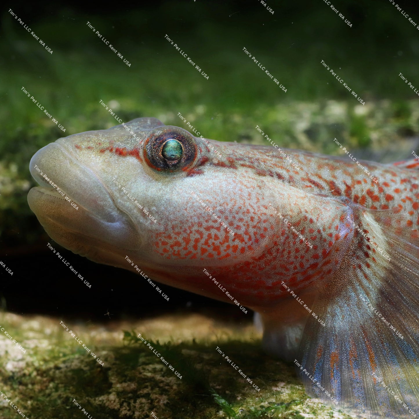 The Star-Spangled Banner Goby（Ctenogobius shennongensis）