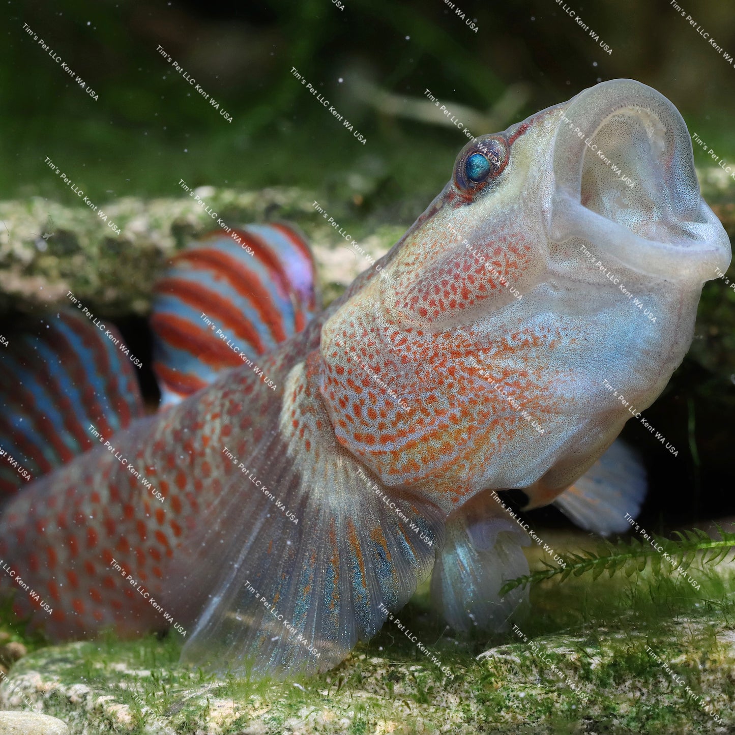 The Star-Spangled Banner Goby（Ctenogobius shennongensis）