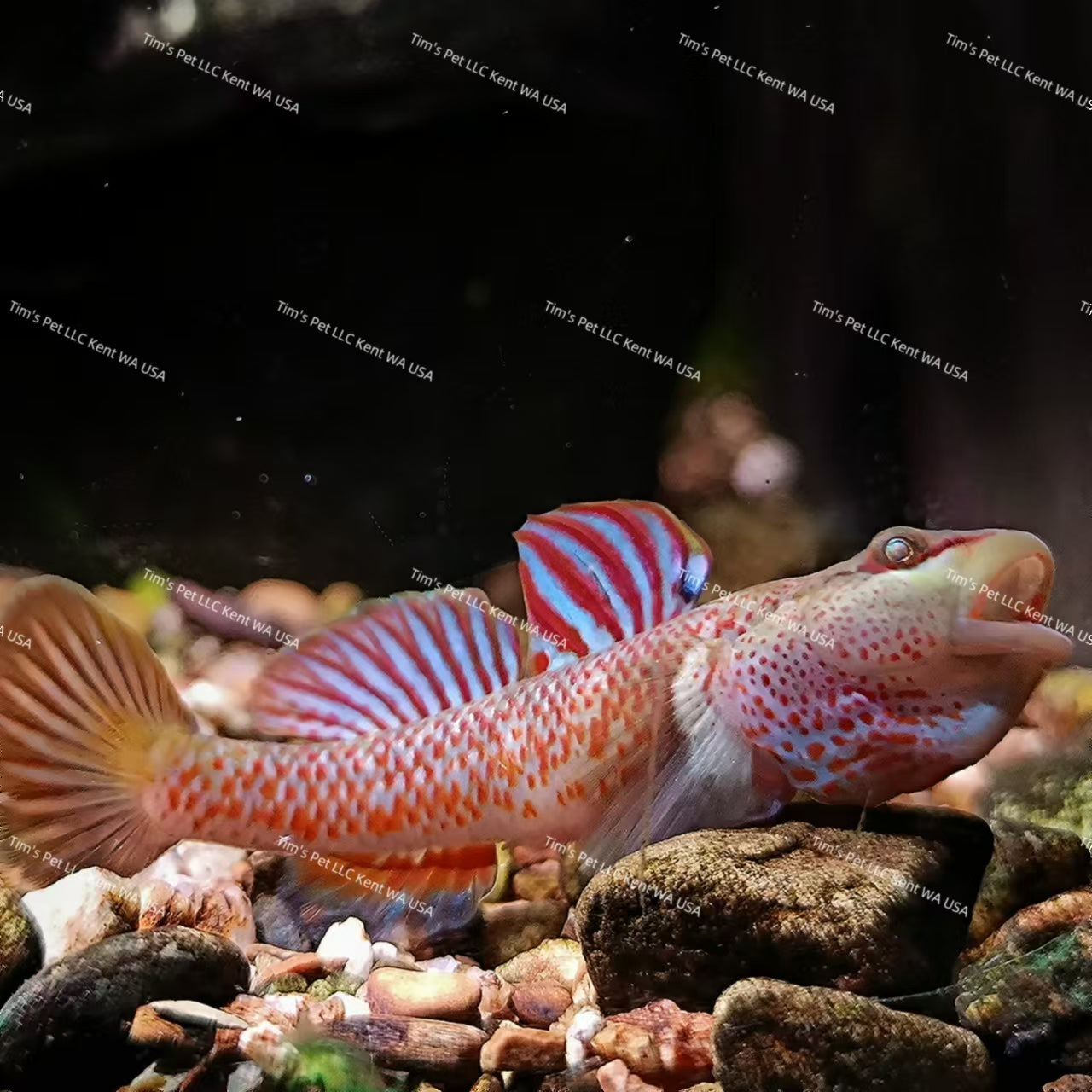 The Star-Spangled Banner Goby（Ctenogobius shennongensis）