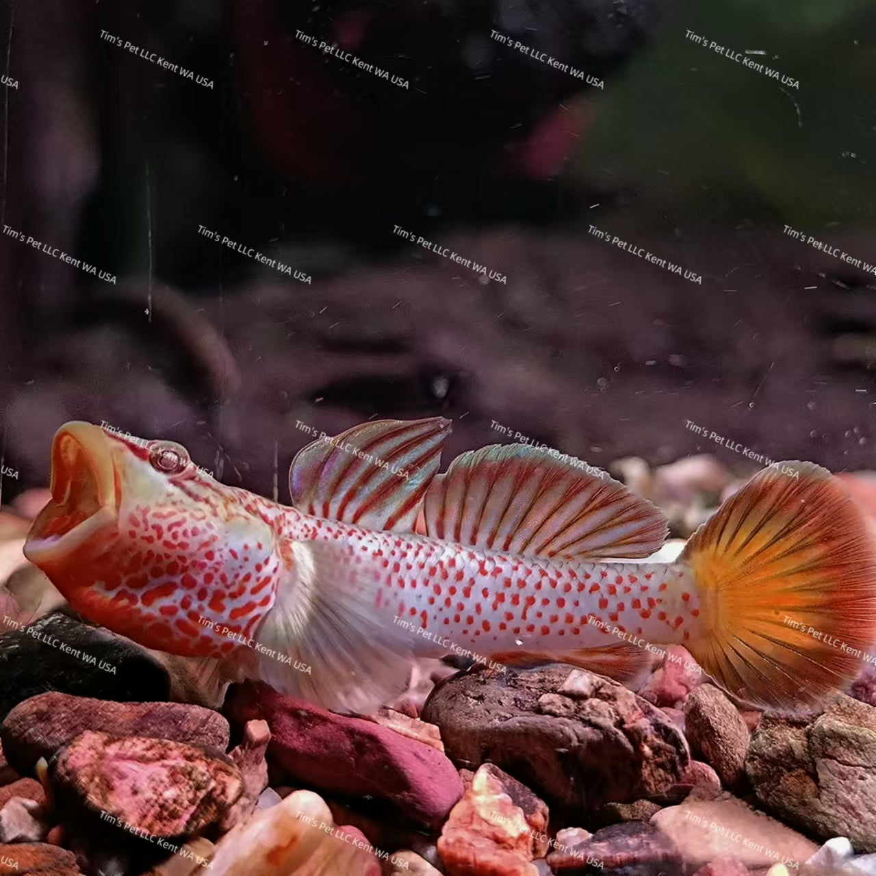 Red Sacred Dragon（Ctenogobius shennongensis）