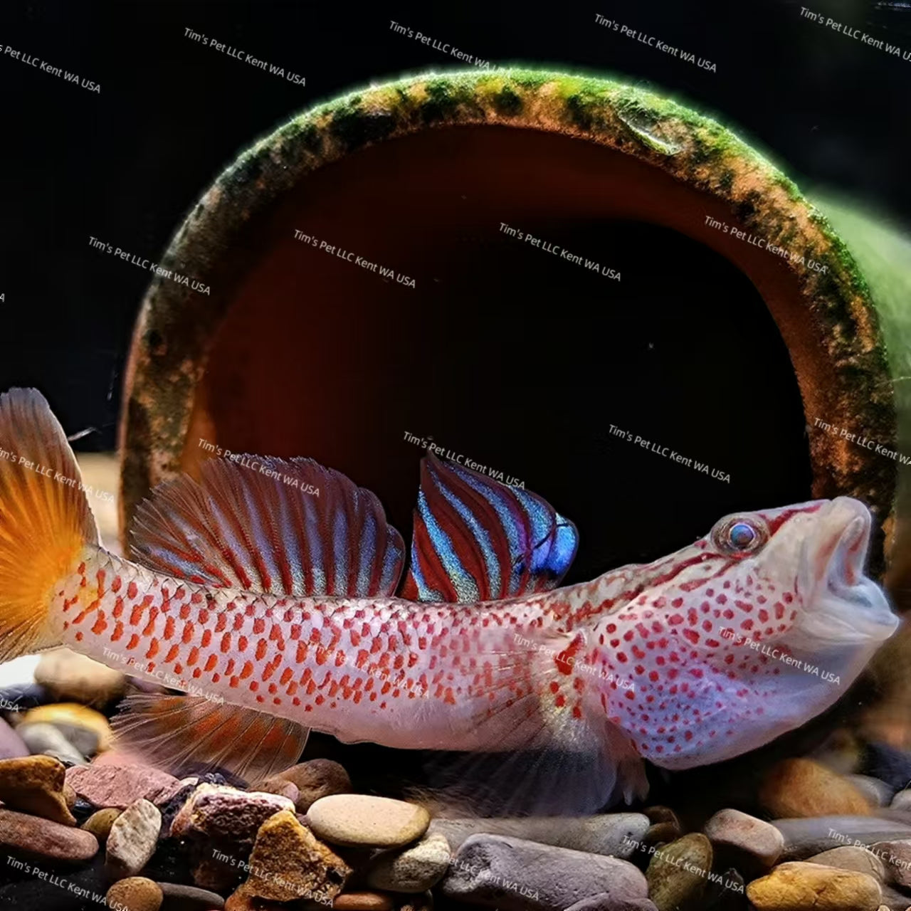 Red Sacred Dragon（Ctenogobius shennongensis）