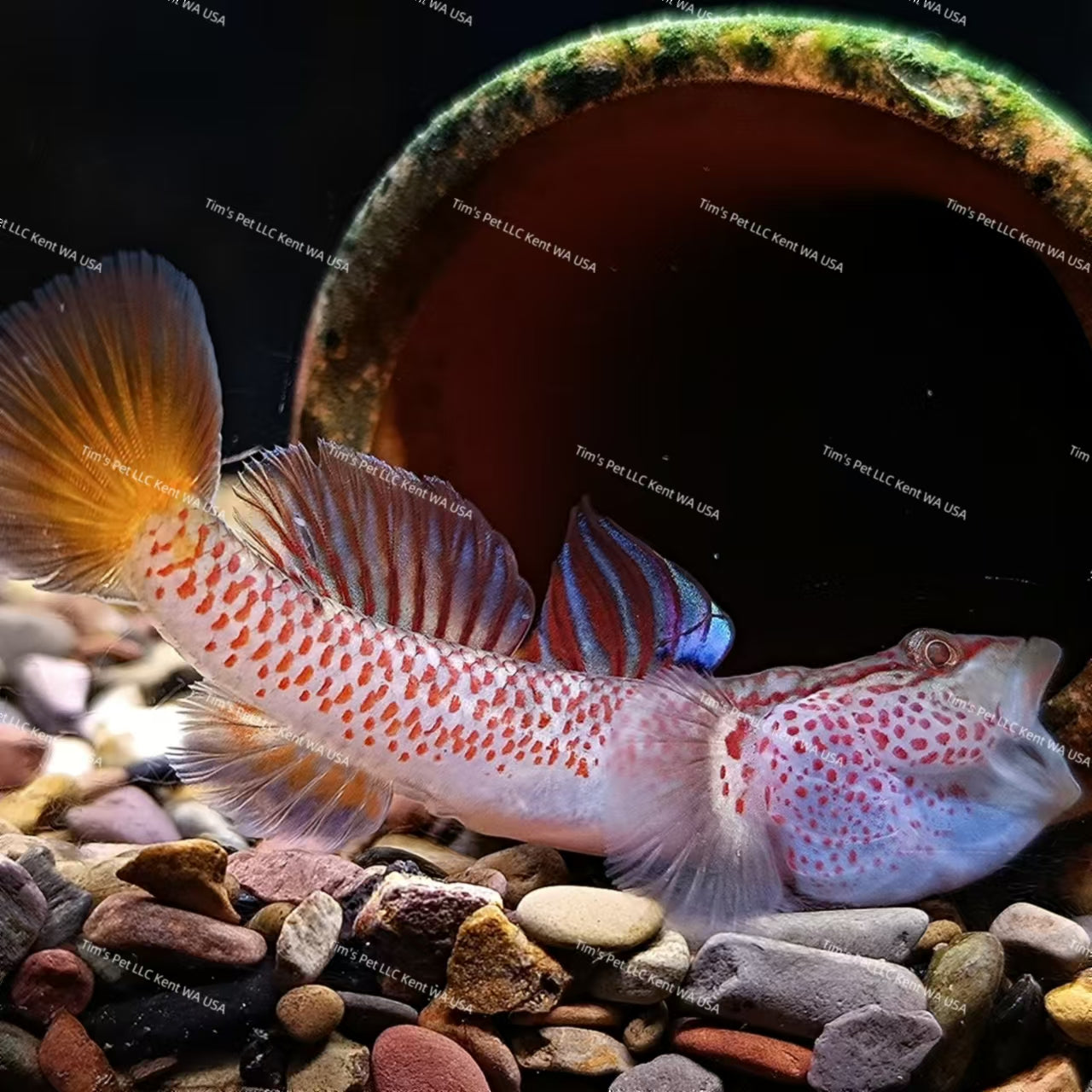 Red Sacred Dragon（Ctenogobius shennongensis）