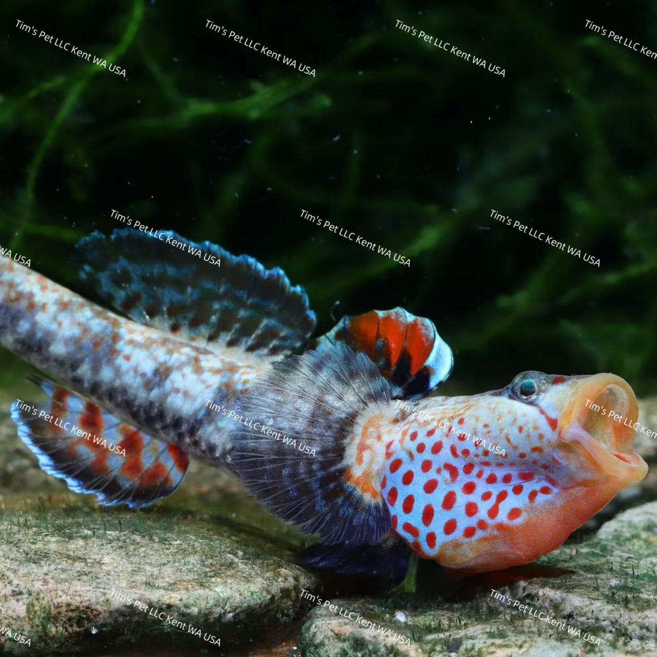 Yellow Lipped Goby（Rhinogobius sp.）