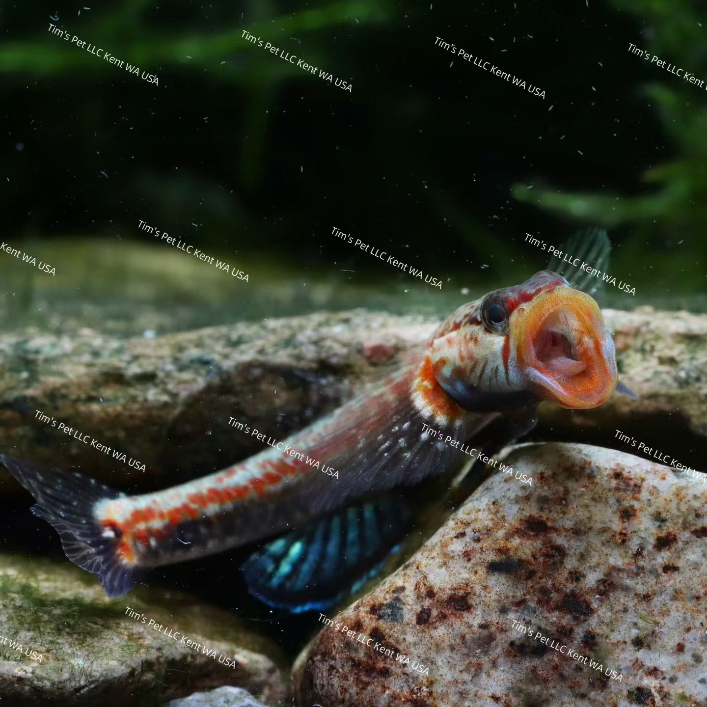 Yellow Lipped Goby（Rhinogobius sp.）