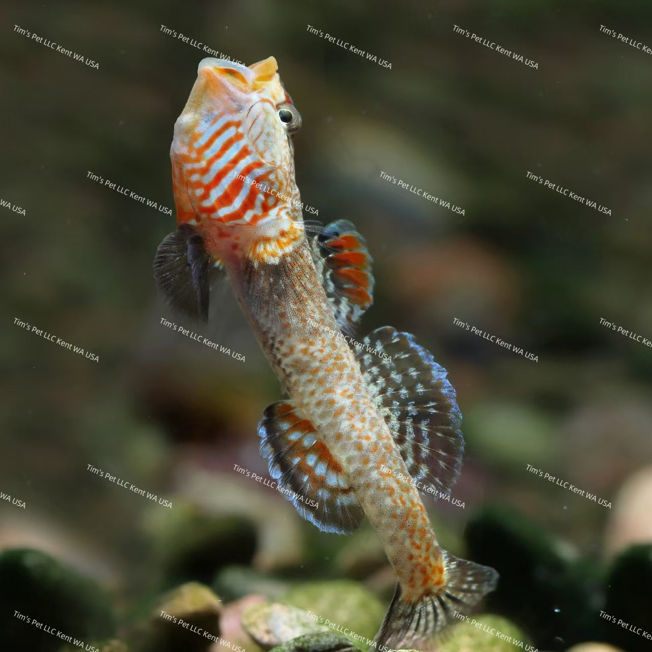 Yellow Lipped Goby（Rhinogobius sp.）