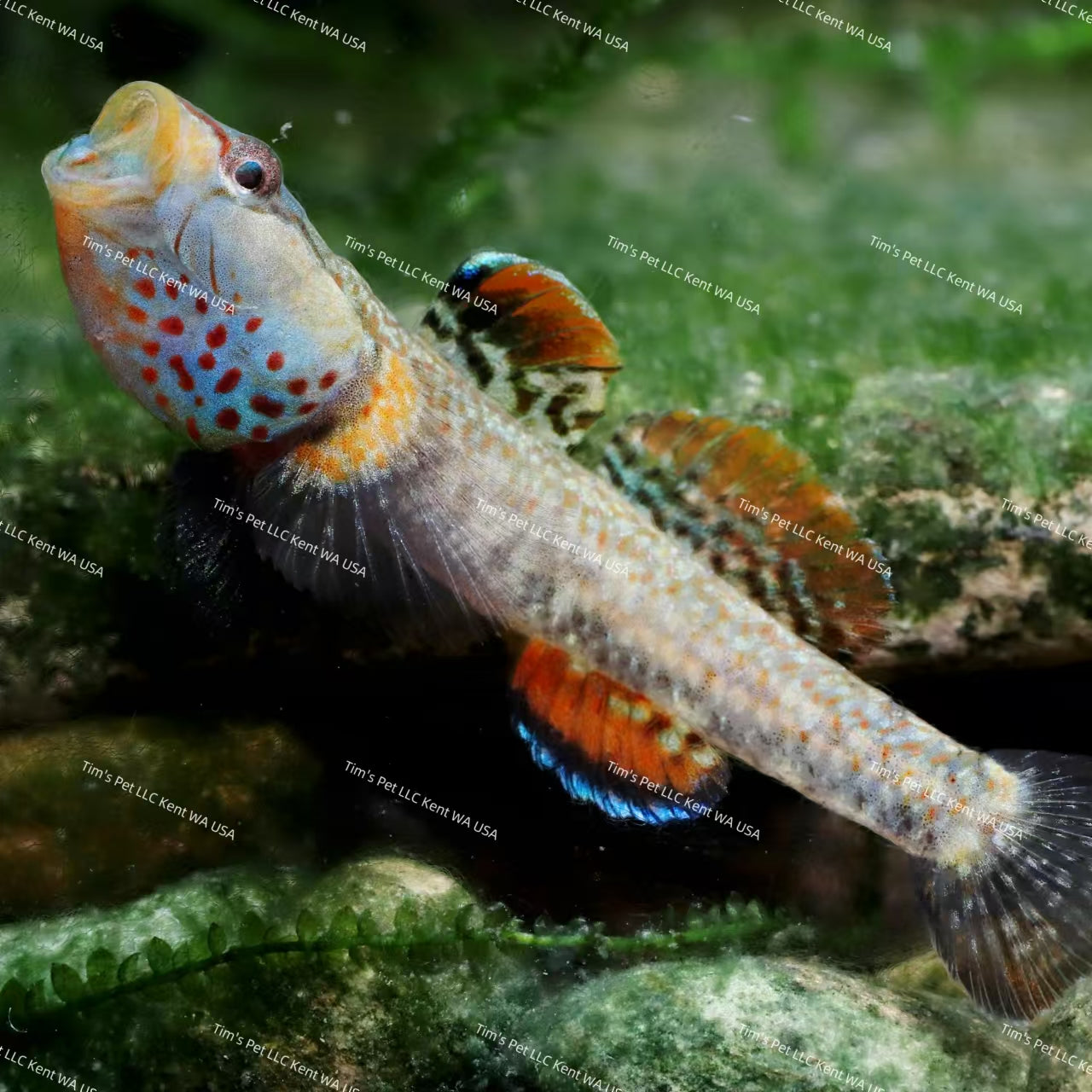 Yellow Lipped Goby（Rhinogobius sp.）