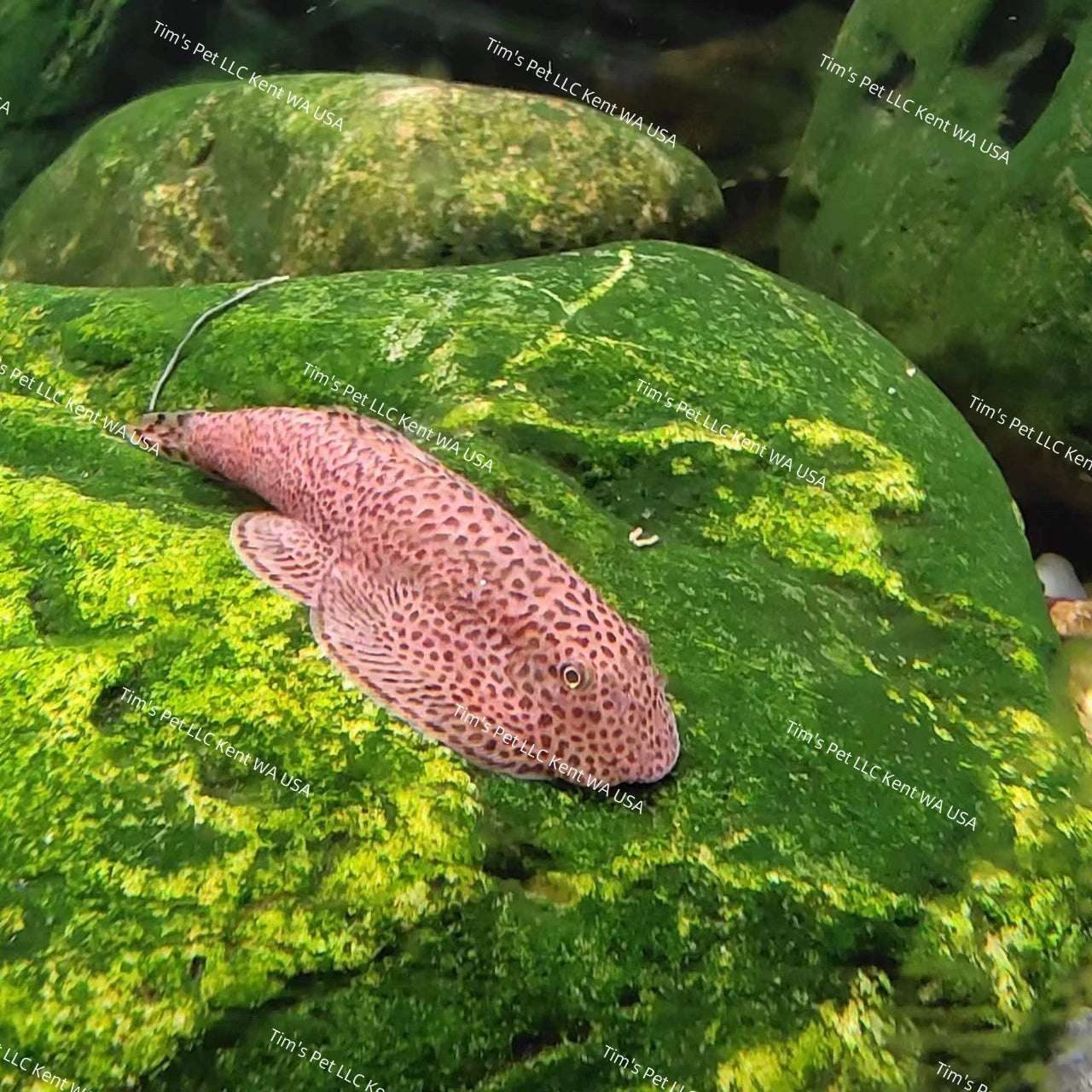 Butterfly Hillstream Loach（Beaufortia kweichowensis）