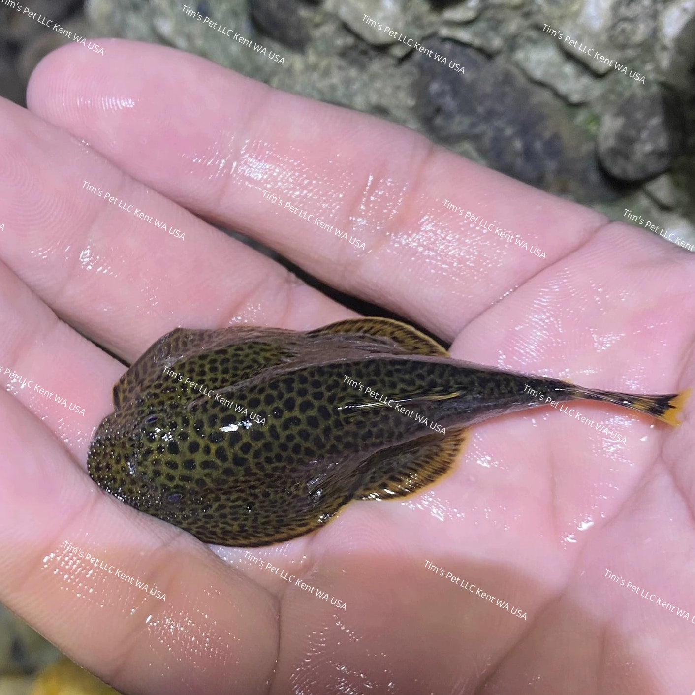 Butterfly Hillstream Loach（Beaufortia kweichowensis）