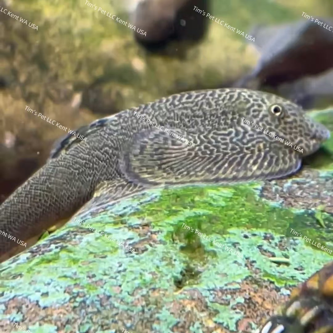 Butterfly Hillstream Loach（Beaufortia kweichowensis）