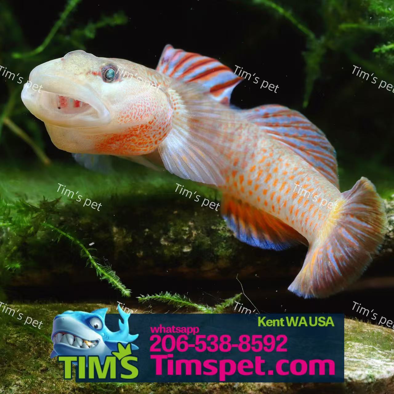 The Star-Spangled Banner Goby（Ctenogobius shennongensis）