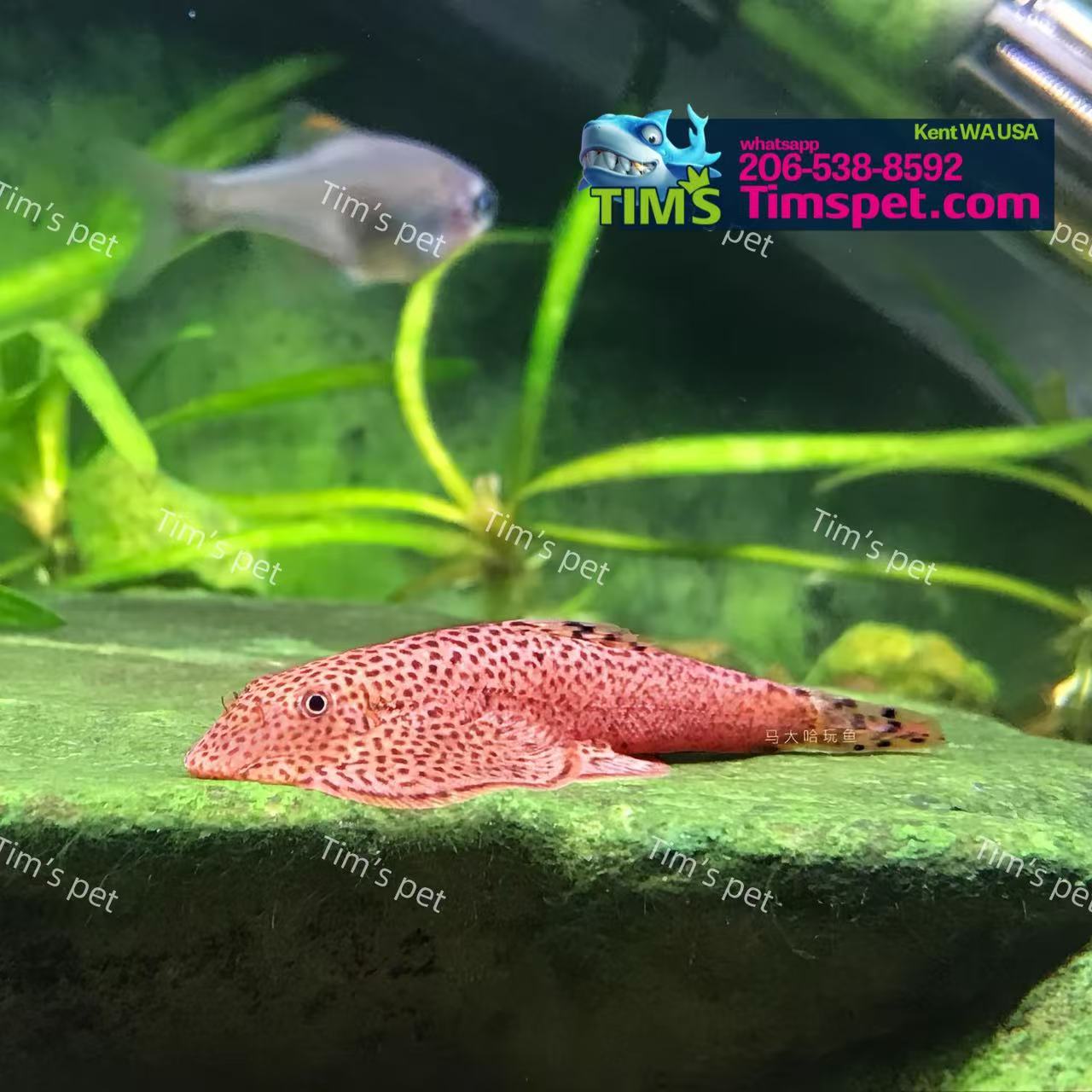 Erromyzonsp. 'red spotted' Hillstream Loach（红钻吸鳅）