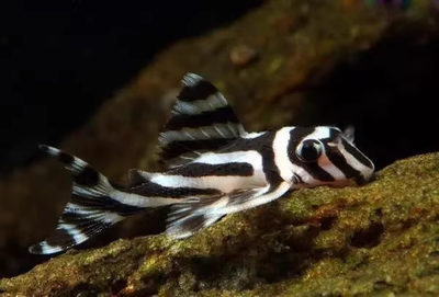 L046 Zebra Pleco-3.3.5 cm