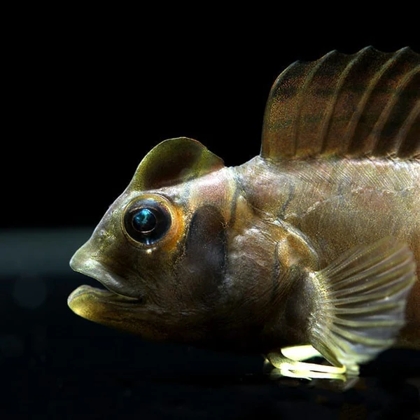 Top Hat Blenny (Omobranchus fasciolatoceps) – The Charismatic Monkfish of Your Aquarium