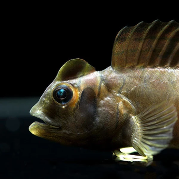 Top Hat Blenny (Omobranchus fasciolatoceps) – The Charismatic Monkfish of Your Aquarium
