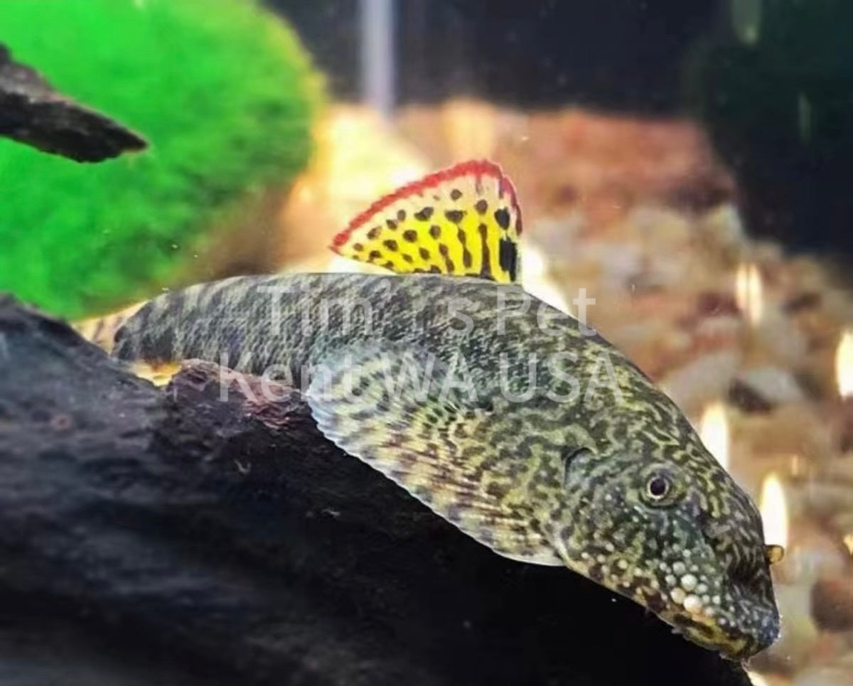 Myers's Hillstream Loach( Pseudogastromyzon myersi)