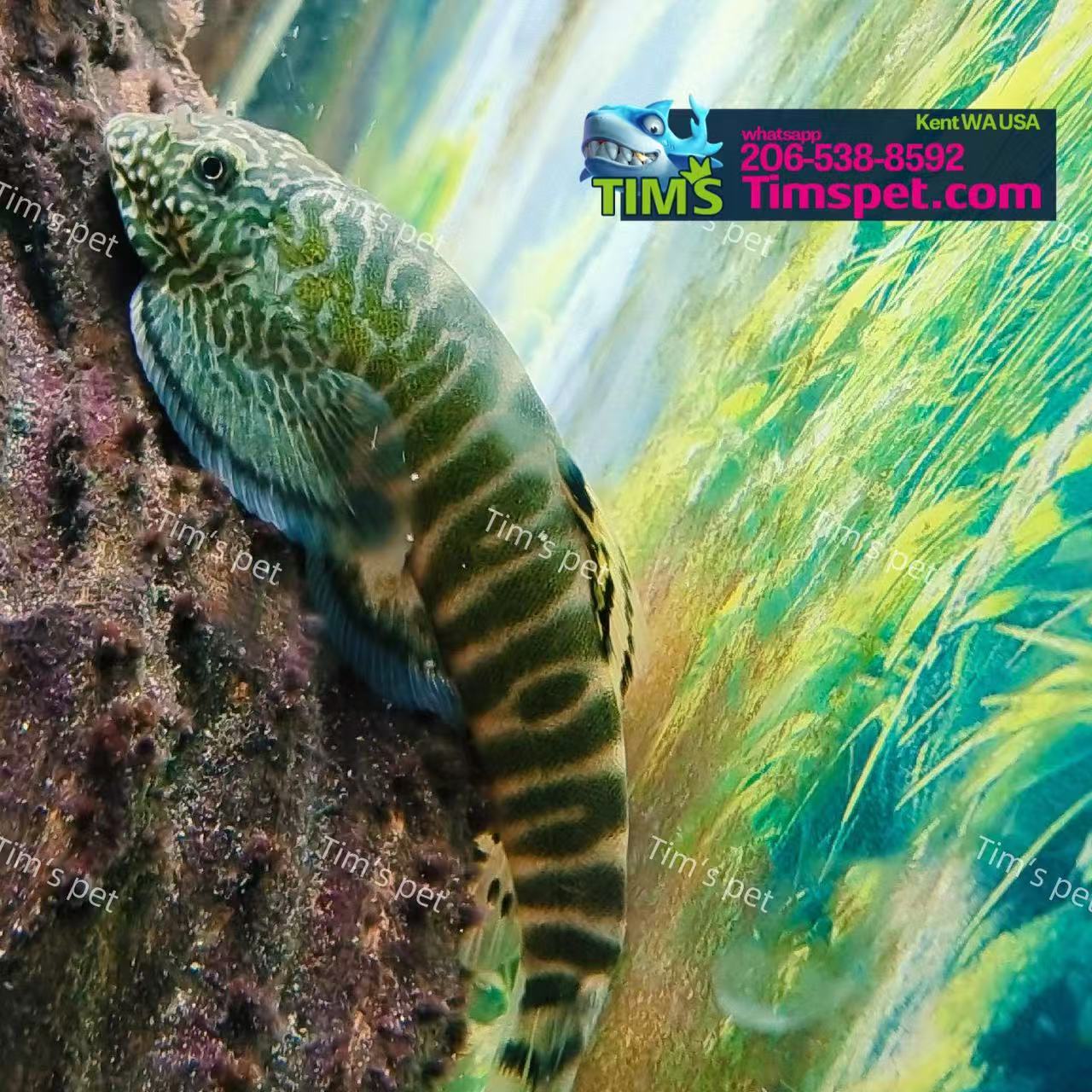 Green Zebra Hillstream Loach (绿斑马吸鳅)