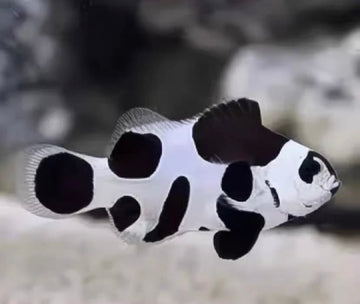 Amphiprion ocellaris “Panda” – Panda Clownfish (4+ cm) Bred Black Storm Clownfish