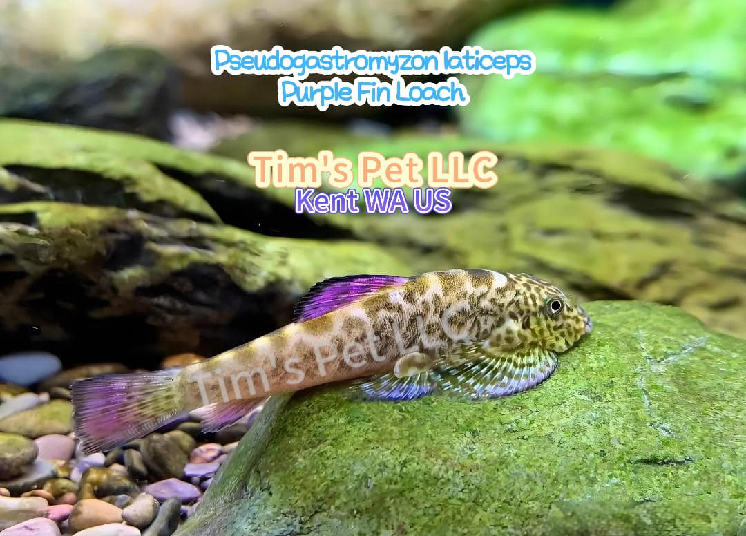 Purple Fin Hillstream Loach（Pseudogastromyzon Laticeps）