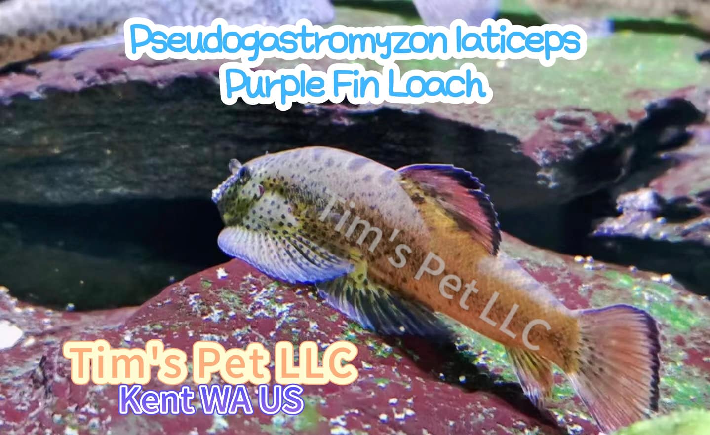 Purple Fin Hillstream Loach（Pseudogastromyzon Laticeps）