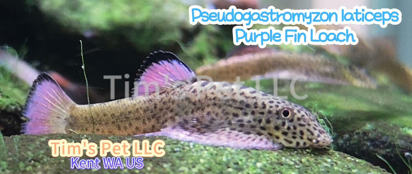 Purple Fin Hillstream Loach（Pseudogastromyzon Laticeps）