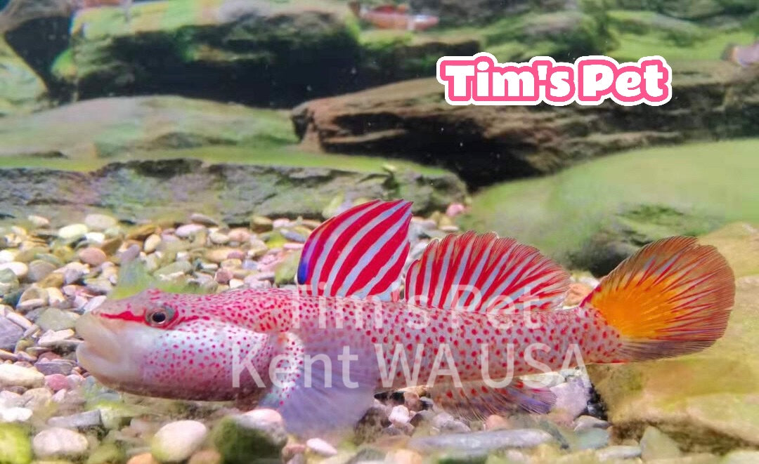 The Star-Spangled Banner Goby（Ctenogobius shennongensis）