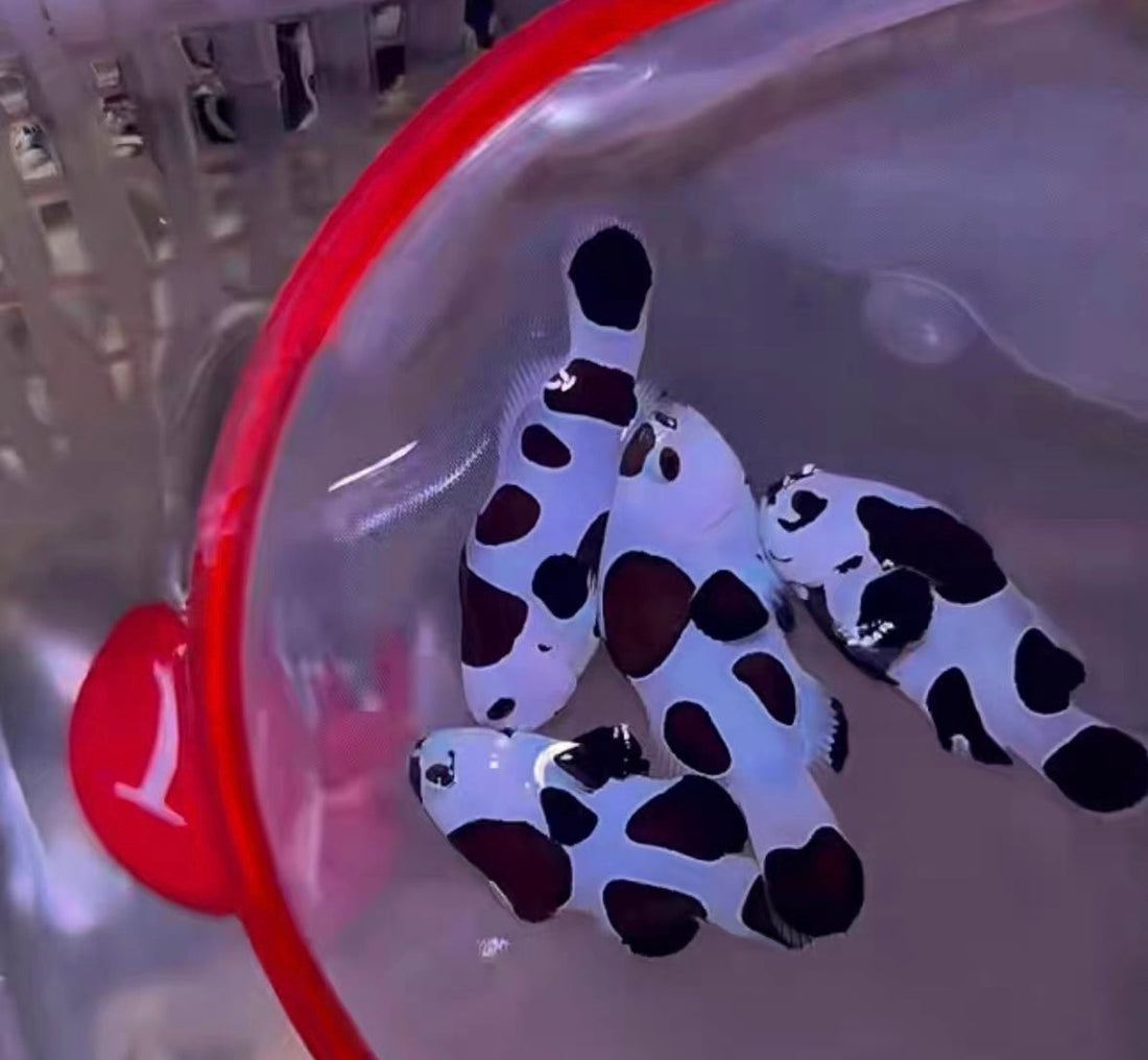 Amphiprion ocellaris “Panda” – Panda Clownfish (4+ cm) Bred Black Storm Clownfish