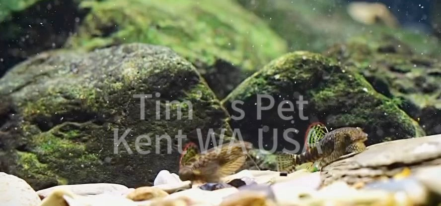 Myers's Hillstream Loach( Pseudogastromyzon myersi)