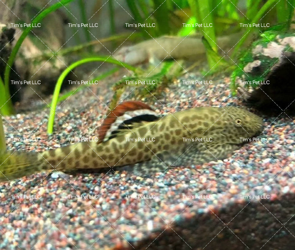 Cheni Hillstream Loach（Pseudogastromyzon Cheni）