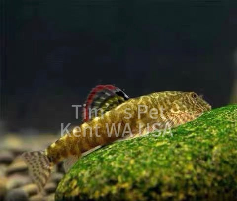 Myers's Hillstream Loach( Pseudogastromyzon myersi)