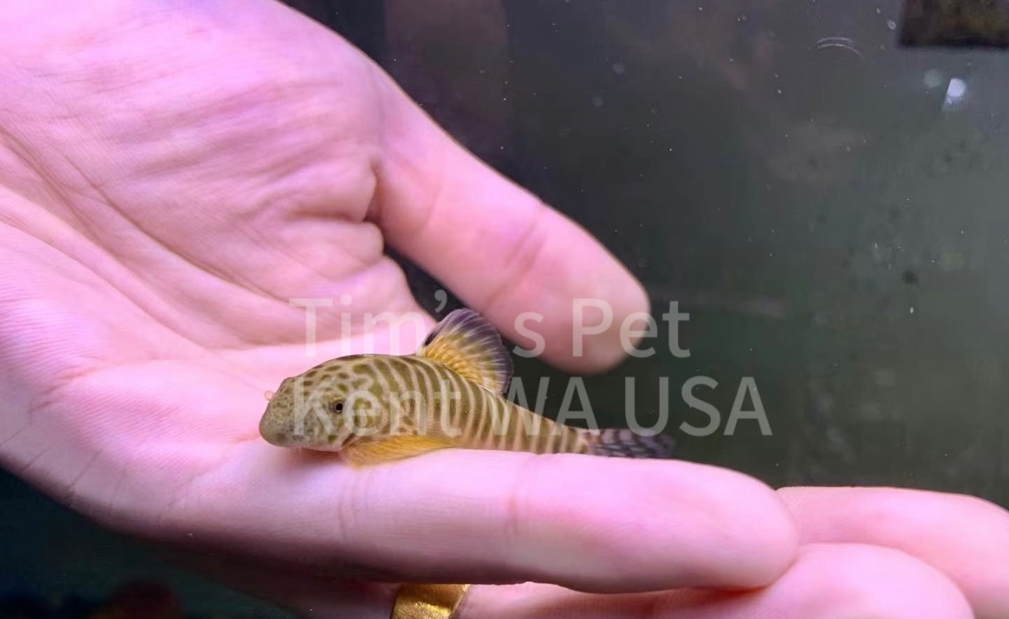 Changting Hillstream Loach(Pseudogastromyzon changtingensis)