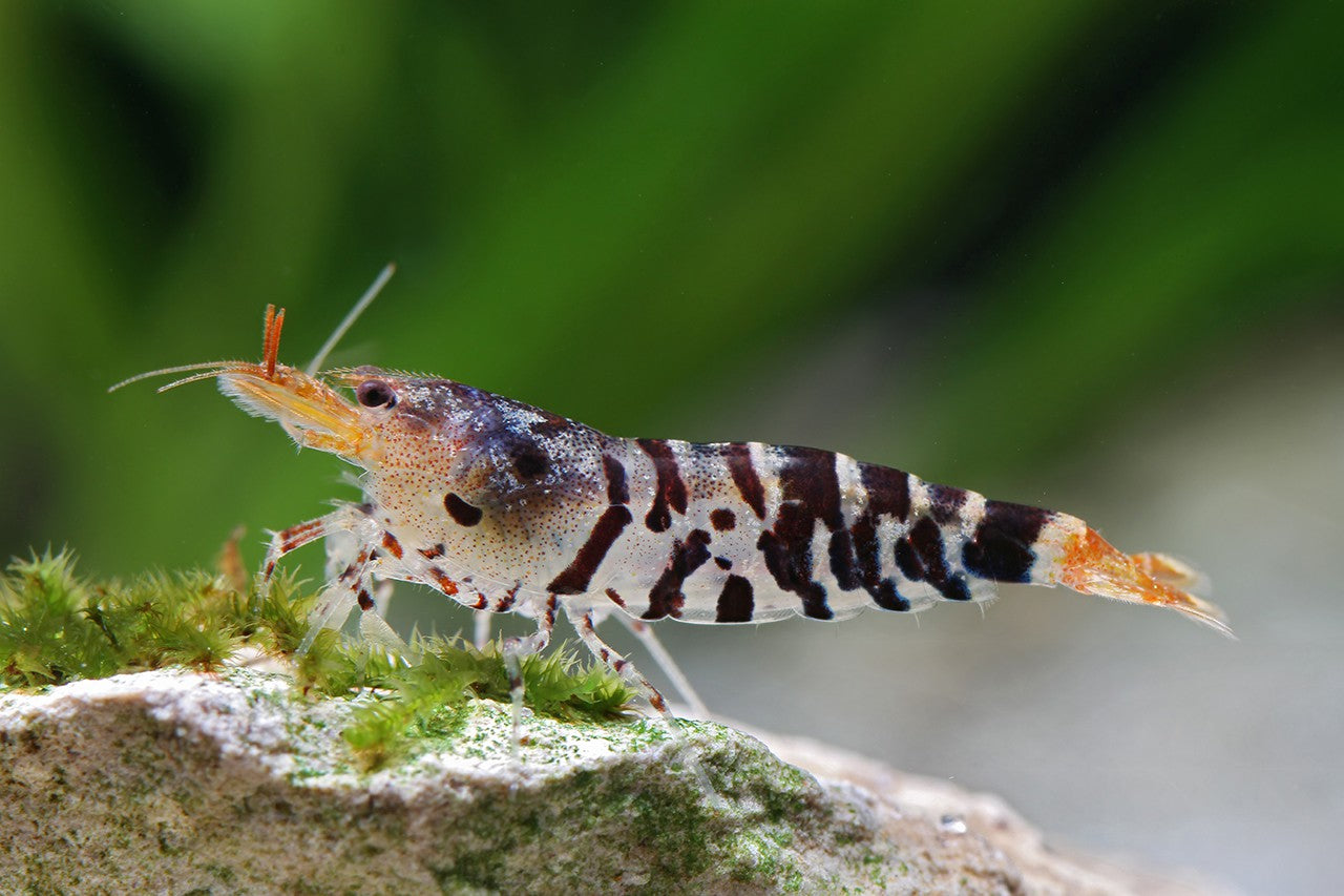 Caridina mariae – Tiger Shrimp (1–1.5 inches)